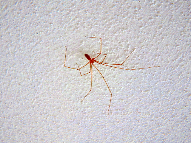 家の中に蜘蛛が出る理由は 放置しても大丈夫 蜘蛛が出やすい家の特徴と対処法 不動産プラザ